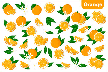 Set of vector cartoon illustrations with Orange exotic fruits, flowers and leaves isolated on white background