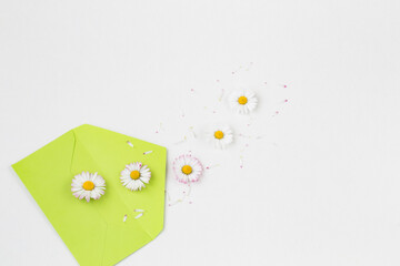 daisies and petals fly out of the envelope 