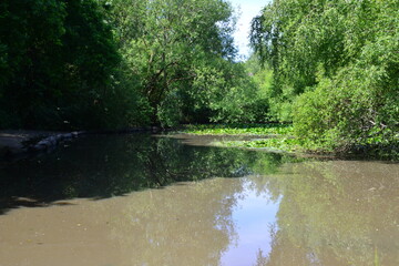 A pond in Horley, Surrey in June with Yellow water lilies.