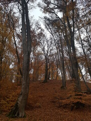 Obraz premium Herbst