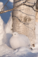 A Willow Ptarmagin shelters against a paper birch tree in Yellowknife, Northwest Territories