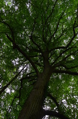 The wood in Stadtallendorf, Germany