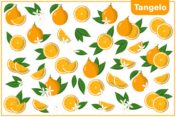 Set of vector cartoon illustrations with Tangelo exotic fruits, flowers and leaves isolated on white background