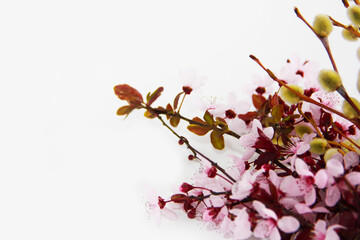 branches with pink cherry flowers and yellow willow branches