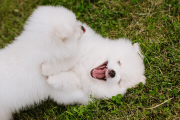 White little puppies playing on green grass during walking in the park. Adorable cute Pomsky Puppy dog , a husky mixed with a pomeranian spitz