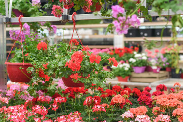 Fototapeta na wymiar Red geraniums hanging in pots at a flower shop