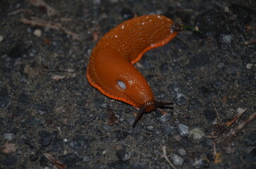 naked forest snail in nature