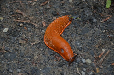 naked forest snail in nature