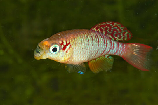 Aquarium fish. Nothobranchius annectens is a species of fish in the family Aplocheilidae. It is endemic to Tanzania. Its natural habitats is weedy pools.