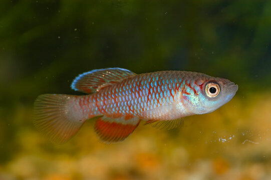 Nothobranchius kirki, the redfin notho, is a species of killifish from the family Nothobranchiidae which is endemic to Malawi where it occurs in the drainages of Lake Malawi and Lake Chilwa.