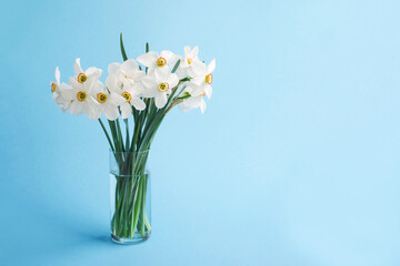 Bouquet of white flowers daffodils in vase on blue background, copy space