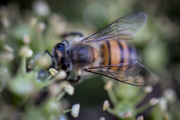 bee on a flower