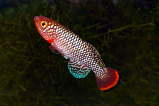 Nothobranchius rachovii, or the bluefin notho, is a species of freshwater annual killifish from Mozambique.