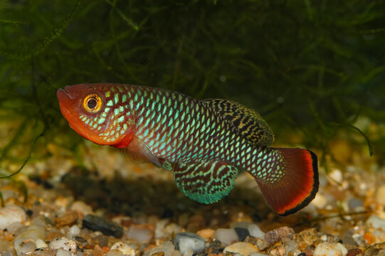 Nothobranchius rachovii, or the bluefin notho, is a species of freshwater annual killifish from Mozambique.  It can grow up to 6 cm (2.4") It is popular among killifish enthusiasts.
