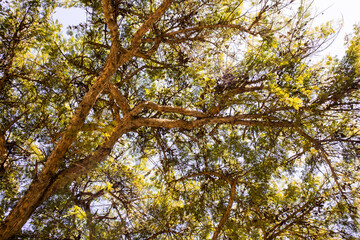 Obraz premium green leaves against the sky