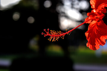 red pepper on black background