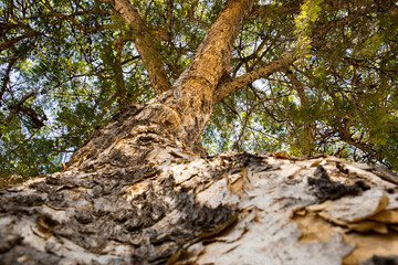 Fototapeta premium old tree trunk