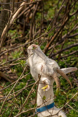 Adult domestic goat close up shot
