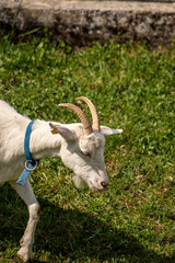 Obraz premium Adult goat close up shot