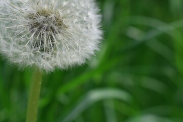 Background with white dandelions and blurred grass. Floral macro of blowballs