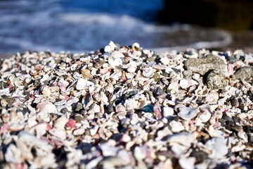 Many shells on the sea shore in Japan.
