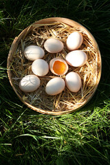 Eier im Beh&auml;lter