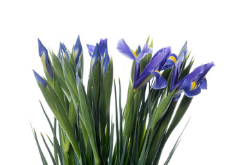 Bouquet of Iris blue magic. Close up beautiful flowers isolated on white studio background. Design elements for cutting. Blooming, spring, summertime, tender leaves and petals. Copyspace.