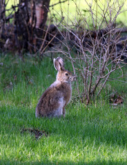 Anchorage Alaska hare