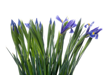 Fototapeta na wymiar Bouquet of Iris blue magic. Close up beautiful flowers isolated on white studio background. Design elements for cutting. Blooming, spring, summertime, tender leaves and petals. Copyspace.