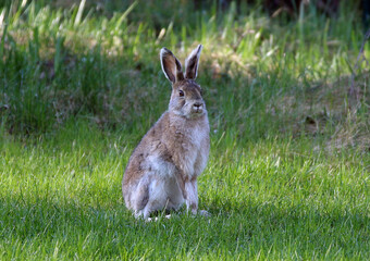 Anchorage Alaska hare