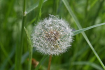 Background with white dandelions and blurred grass. Floral macro of blowballs