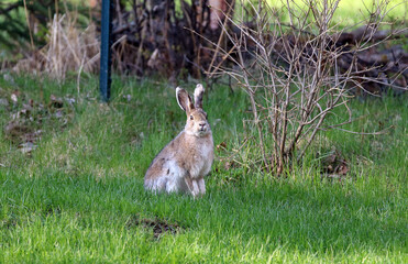Anchorage Alaska hare