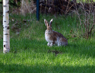 Anchorage Alaska hare