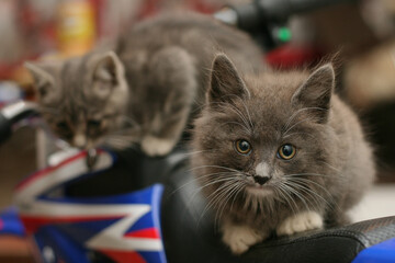 Two cute kittens sitting on the seat of a sports motorcycle, close-up, blurred background.