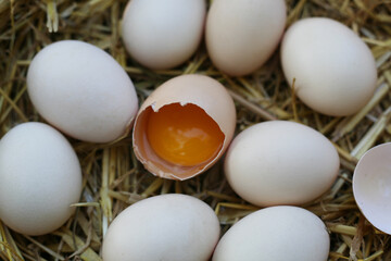 Bauernhof Eier makro