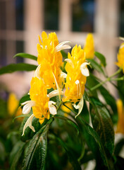 yellow flowers in a botanical garden on a green background