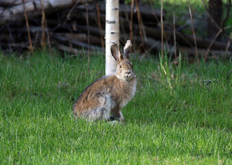 Anchorage Alaska hare