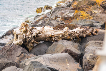 Tree dragged by the sea on top of the rocks