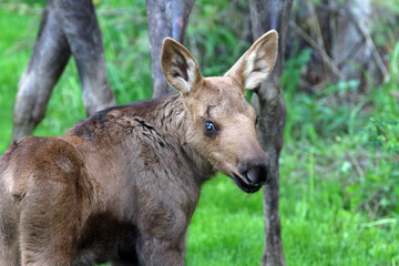 Moose Anchorage Alaska