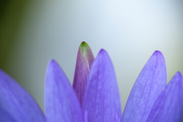 violet flower closeup