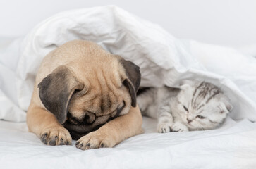 Pug puppy and tiny kitten sleep together under a blanket on a bed at home