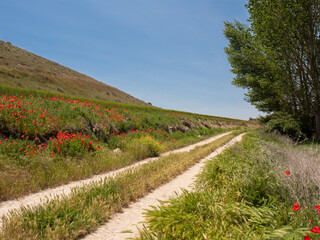 Dirt road in the wheat fields in a village in Spain on a summer afternoon.