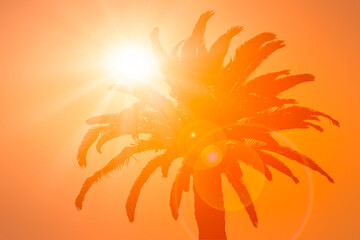 Palm on the orange background
