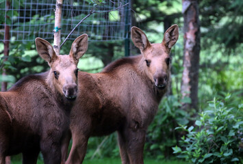 Moose Anchorage Alaska