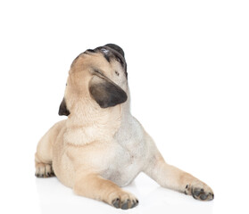 Pug puppy lies and looks up. isolated on white background
