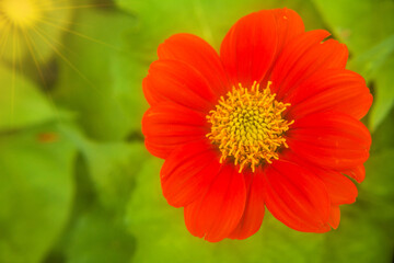 flower of calendula