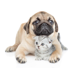 Friendly pug puppy hugs tiny scottish kitten. isolated on white background