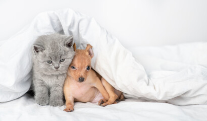 Fototapeta na wymiar Toy terrier puppy and british kitten sit together under warm blanket on a bed at home. Panoramic view. Empty space for text