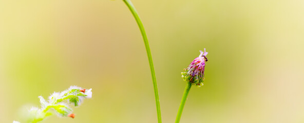 panoramic view of thistle and ant on green color bokeh background
