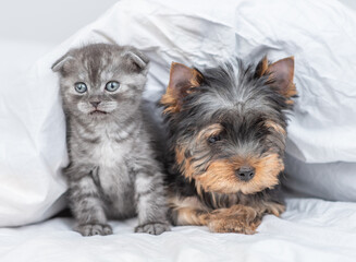 Kitten and york terrier puppy sit together under warm white blanket at home